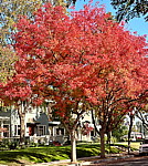 red tree