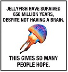 jellyfish